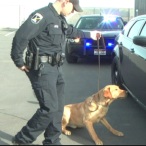 Glo Wood profile image