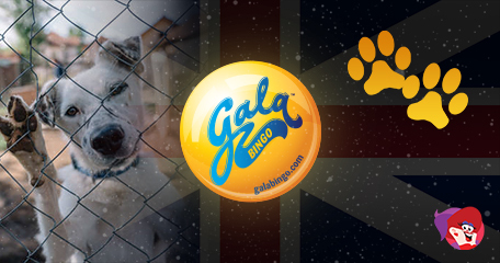 Gala Bingo Teams up with TV Star and Animal Rights Activist Pete Wicks to Raise Funds for UK Animal Sanctuary