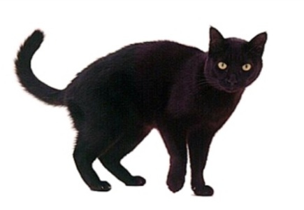 Black Cat Brings Bingo Player Good Luck