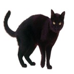 Ava Jackuard profile image